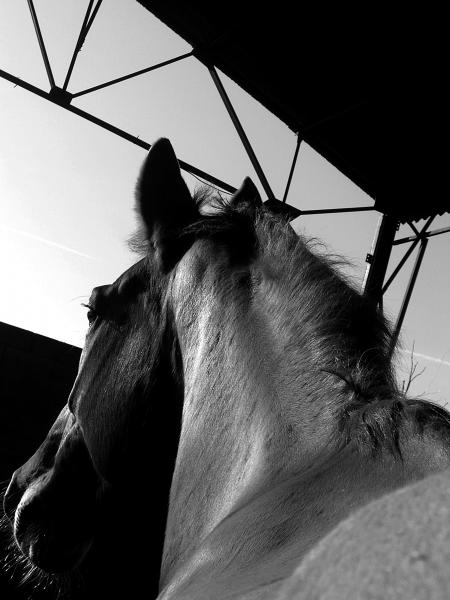 LE PRINCE DE CORCIEUX